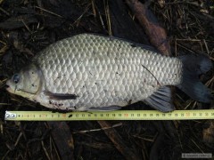 Kliknutím fotografii zvětšíte Karas 34cm