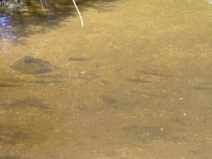 05.07.2004 - Lipno - Fr�dava