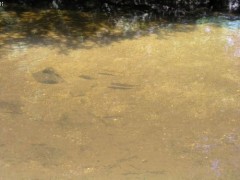 05.07.2004 - Lipno - Fr�dava