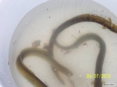 Kliknutím fotografii zvětšíte three eels