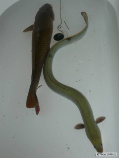Kliknutím fotografii zvětšíte 7.5.2010 na noc