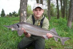 Kliknutím fotografii zvětšíte jeseter 102cm a 5,60kg