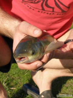 Kliknutím fotografii zvětšíte Amurek 38cm
