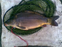 Kapr 53cm, 3,5kg