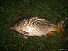 Kliknutím fotografii zvětšíte kapr 52cm