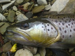 Pstruh Poto�n� 41 cm 
