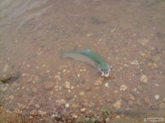 Roudnický steelhead :-)