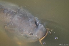 Kliknutím fotografii zvětšíte Kapřík