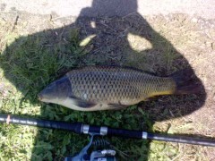 Kliknutím fotografii zvětšíte 53cm preteky 2008 Žiarsky rybník