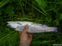 Kliknutím fotografii zvětšíte pstruh 40cm