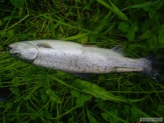 Kliknutím fotografii zvětšíte pstruh 40cm