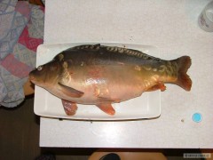 Kliknutím fotografii zvětšíte Kapor 56 cm