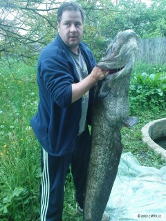Kliknutím fotografii zvětšíte sumec 154cm