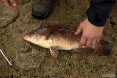 Kliknutím fotografii zvětšíte ballan wrasse