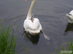 Kliknutím fotografii zvětšíte Labuť s mladětem