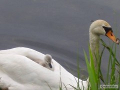 Kliknutím fotografii zvětšíte Labuť s mladětem