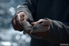 Kliknutím fotografii zvětšíte dogfish