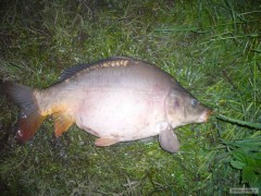 tlustoch