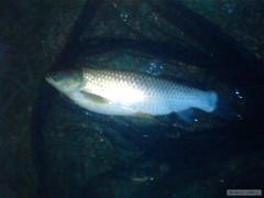 amur b�l� 53 cm 2,6 kg