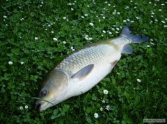 Amur bílí (72 cm)