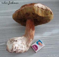 Kliknutím fotografii zvětšíte