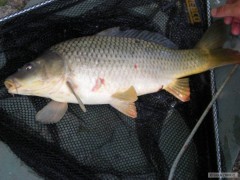 Prvn� soukrom� rybn�k