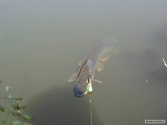 Kliknutím fotografii zvětšíte Štika 45cm