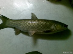 Amur