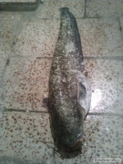 Sumec 75 cm, uloven na feeder