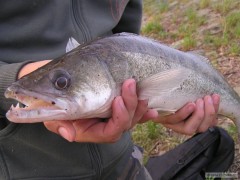 Kliknutím fotografii zvětšíte Zubač 53 cm