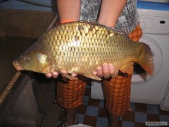 Kliknutím fotografii zvětšíte kapřík 47 cm