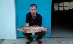Amur 78cm