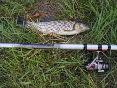 Kliknutím fotografii zvětšíte Tloušť - 46 cm