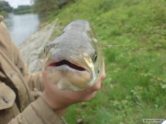 Kliknutím fotografii zvětšíte bolen odra