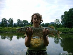 Štika 77 cm z Labe