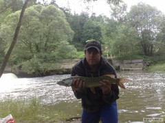 štika 66cm
