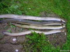 Kliknutím fotografii zvětšíte Uhor 65-75cm