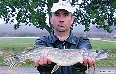 Kliknutím fotografii zvětšíte štika 61 cm - ulovená na Ferela twister - (sezóna 2009)
