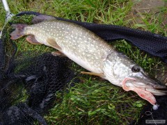 Kliknutím fotografii zvětšíte štika 56 cm - ulovená na Ferela twister - (sezóna 2010)