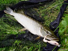 Kliknutím fotografii zvětšíte jedna menší - štika 45 cm - ulovená na Ferela twister - (sezóna 2010)