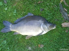 kapr 68 cm 6,7kg