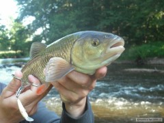 Kliknutím fotografii zvětšíte Jelec ze Svratky,45cm