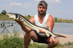 Kliknutím fotografii zvětšíte Jeseter 110cm