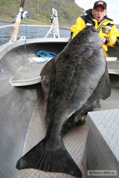Halibut - �esk� rekord