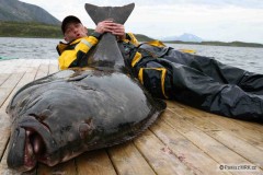 Halibut - �esk� rekord