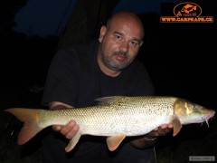 Kliknutím fotografii zvětšíte Parmička 63cm