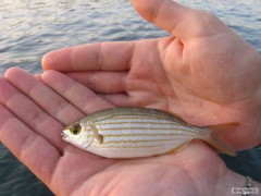 fishing Mallorca