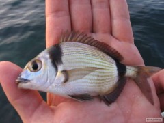 fishing Mallorca