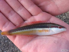 fishing Mallorca