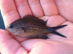 fishing Mallorca